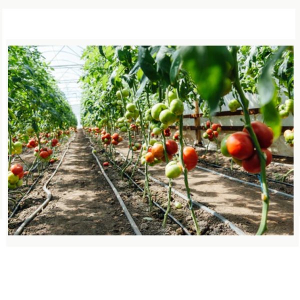 テカミンブリックスTecamin Brix｜果実成熟期の糖度上昇に