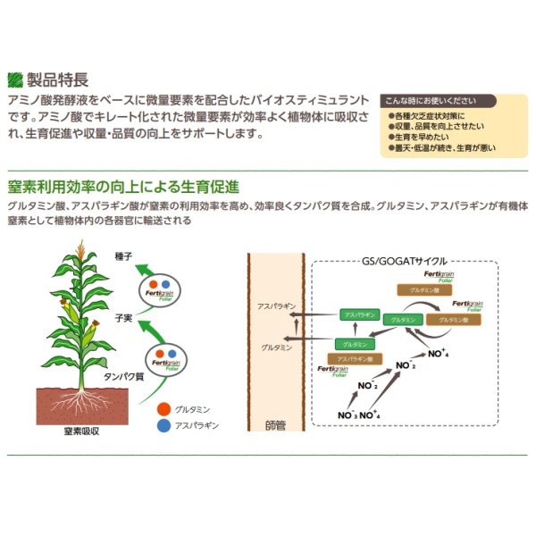ファーティグレインフォリアー