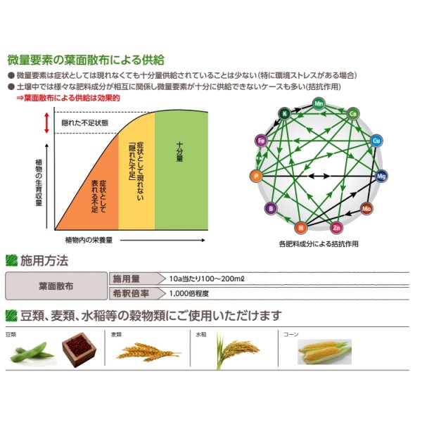 ファーティグレインフォリアー
