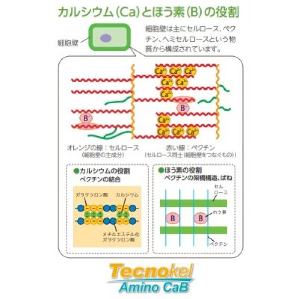 テクノケルアミノCaB｜味の素
