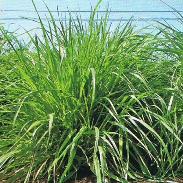 ニューバイオパワーS【50g（10トン用）ｘ5袋】