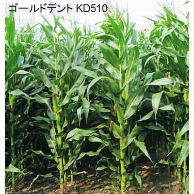 画像2: サイレージ調製用高活性乳酸菌｜ニューバイオパワープラス【20kg（50トン用）】【A飼料】粉末タイプ