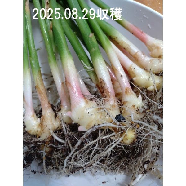 三州ショウガ｜タネしょうが（小生姜）【500g】千葉県産種生姜