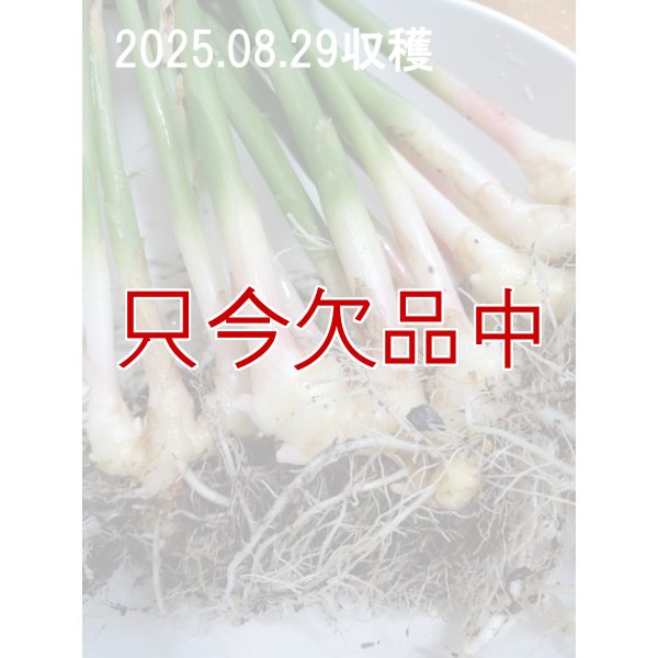 三州ショウガ｜タネしょうが（小生姜）【500g】千葉県産種生姜