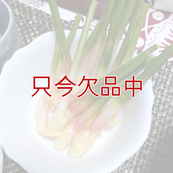 三州ショウガ｜タネしょうが（小生姜）【500g】千葉県産種生姜