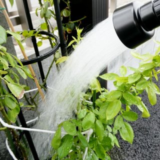 ぐんぐん玉　1㎏業務用増量タイプ観葉植物用です通常15,000円→12,000円 ぐんぐん玉 1㎏業務用増量タイプ観葉植物用です通常15,000円→