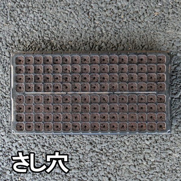カネコ種苗オリジナル固化培土　コカピー【200穴】(10枚入り)