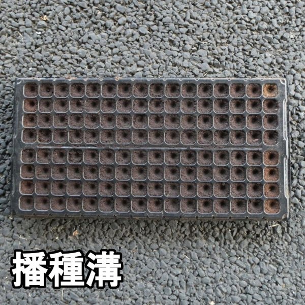 カネコ種苗オリジナル固化培土　コカピー【200穴】(10枚入り)