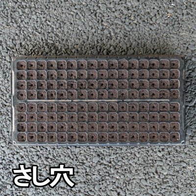 画像1: コカピー【50穴・無加工】(10枚入り)カネコ種苗オリジナル固化培土|苗の生産効率が向上!特殊製法で固めたプラグ用土