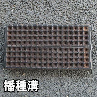 画像2: コカピー【72穴】(10枚入り) カネコ種苗オリジナル固化培土|苗の生産効率が向上!特殊製法で固めたプラグ用土