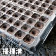 カネコ種苗オリジナル固化培土 コカピー【128穴】(10枚入り)