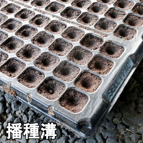 カネコ種苗オリジナル固化培土 コカピー【128穴】(10枚入り)