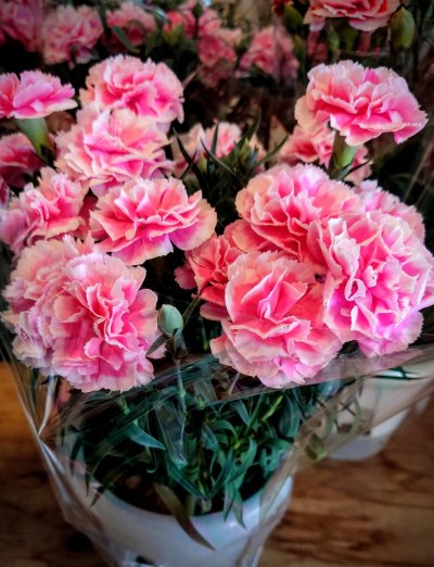 画像2: コカピー【200穴】カーネーション用(10枚入り)|カネコ種苗オリジナル固化培土|苗の生産効率が向上!特殊製法で固めたプラグ用土