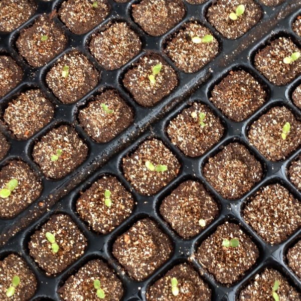 カネコ種苗オリジナル固化培土　コカピー【128穴】(10枚入り)