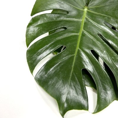 画像1: 葉面洗浄剤 リーフクリン業務用【480mL】KINCHO園芸 For Green Life シュッと吹きつけるだけでOK