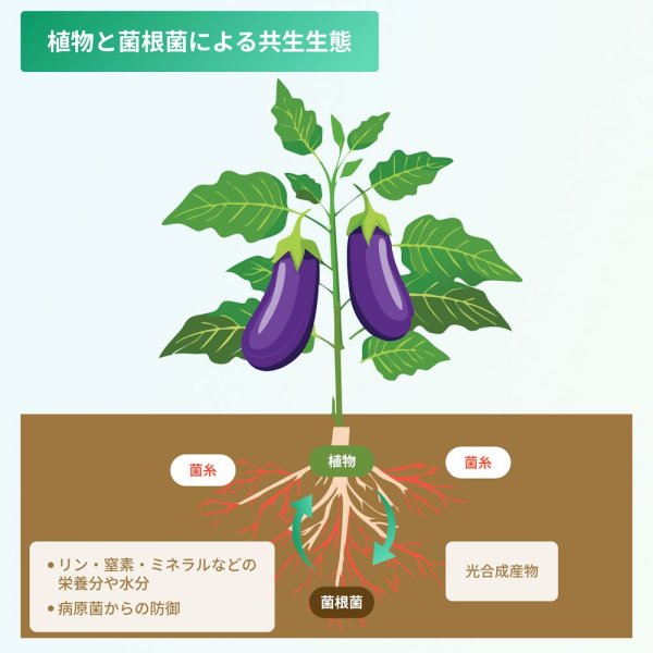 --微生物の力-- 生きてる肥料【1L】