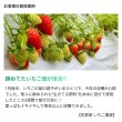 --微生物の力-- 生きてる肥料【1L】