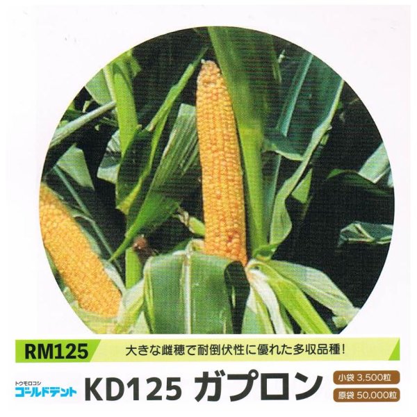 ゴールドデント｜KD125ガプロン [RM125] 