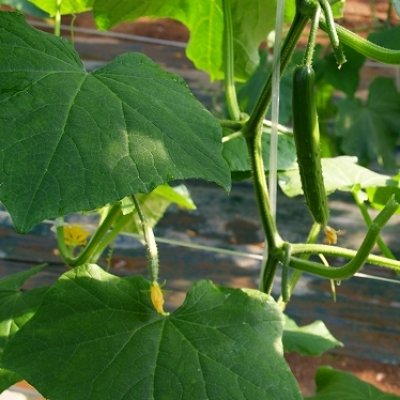 画像2: 超即効性-酢酸マグネシウム液肥|マグマッハ【500g】速攻で葉色改善|酢酸マグネシウム31%|大興貿易