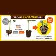 画像2: コカピー【50穴・無加工】（10枚入り）カネコ種苗オリジナル固化培土｜苗の生産効率が向上！特殊製法で固めたプラグ用土 (2)