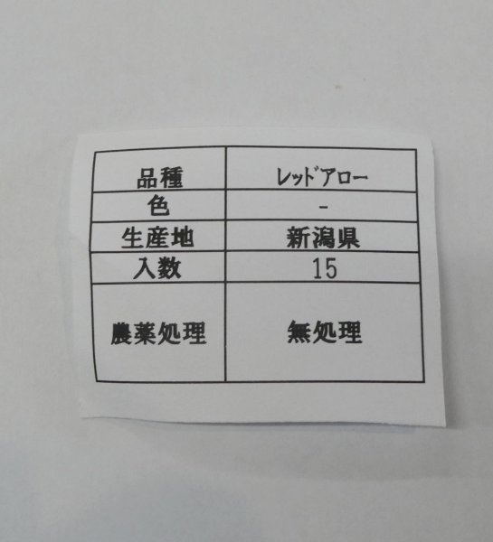 極早生タマネギ　レッドアロー15球入り