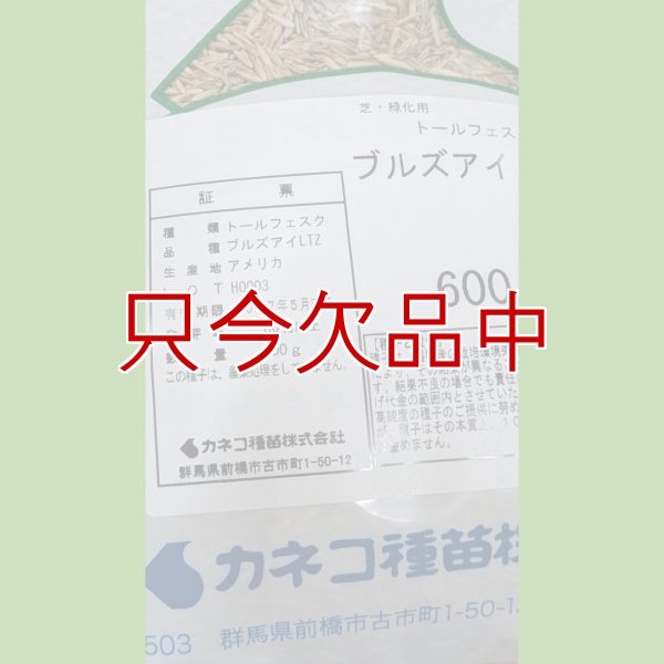 画像12: タフグリーン【1.5L】暑さ寒さに強い西洋芝 ｜Ｊ・ガーデングラス｜カネコ種苗 (12)