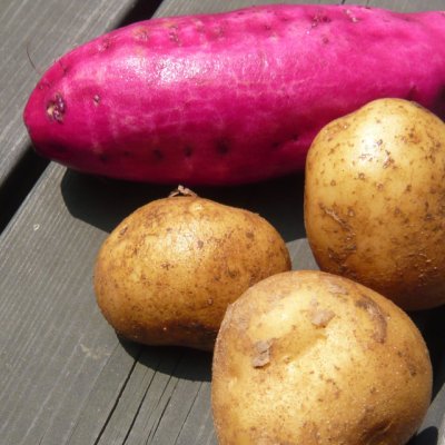 画像1: [値下げ]豆・芋用有機化成肥料（N5-P10-K12-Mg2）【2kg】芋、豆、根菜に向く肥料