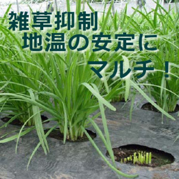 画像5: 【穴あき】豆・いも・イチゴマルチ【1条用】(95cm×10m)穴の間隔30cm・約30株用【9130】 (5)