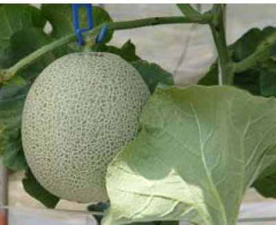 画像3: 穂宝源（すいほうげん）【1リットル】ETO菌と併用する植物生理活性液