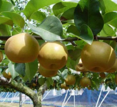 画像2: 穂宝源（すいほうげん）【1リットル】ETO菌と併用する植物生理活性液