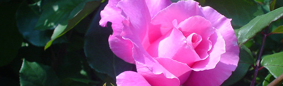 ぐんぐん玉　1㎏業務用増量タイプ観葉植物用です通常15,000円→12,000円 ぐんぐん玉（100g） | ぐんぐん玉 | 植物ときどき癒し