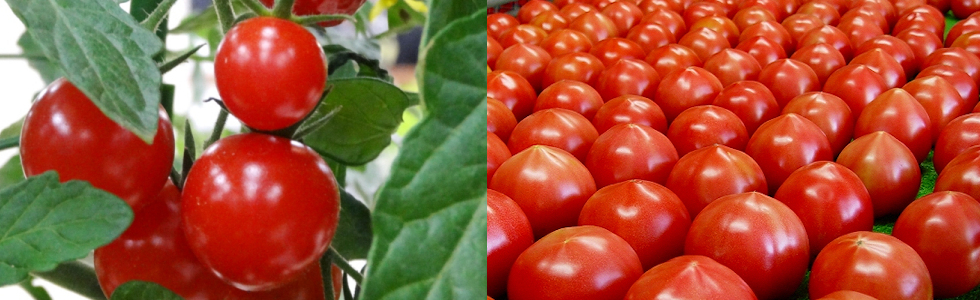 バットグアノ通販｜海藻資材・ニームなど増収に役立つ肥料専門店