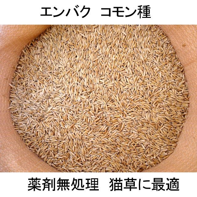 猫草用種子】えん麦|薬剤無処理品【1kg】【いくつでも全国一律送料530円】|エンバク|【タネ】飼料・牧草用|たまごや商店 猫草の種 50g 第4種郵便 えん麦 オーツ麦 殻つきえん麦