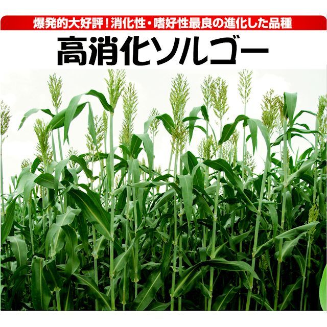 飼料作物】高消化ソルゴー【1kg】早生種｜カネコ種苗製｜ソルガム・ソルゴー｜【タネ】飼料・牧草用｜たまごや商店