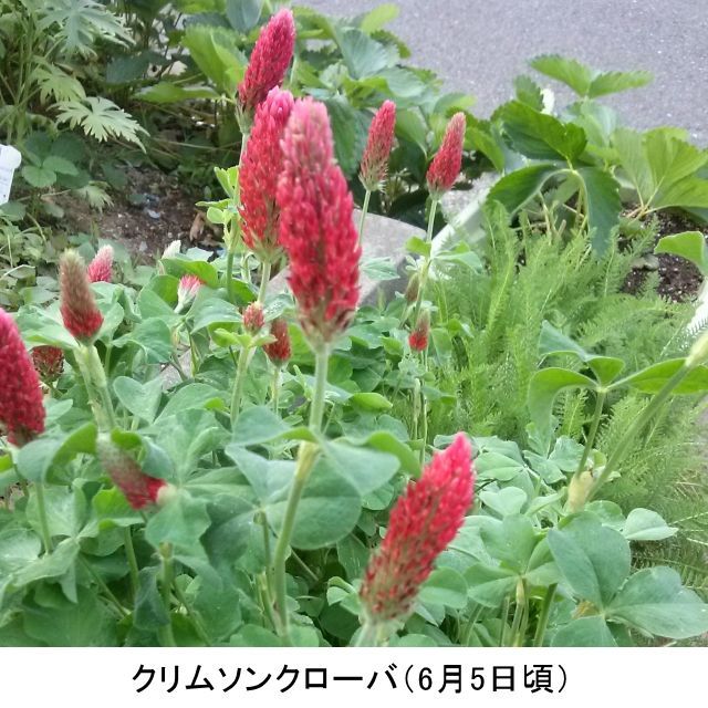 福花園種苗 クリムソンクローバー 種子1L詰 211994