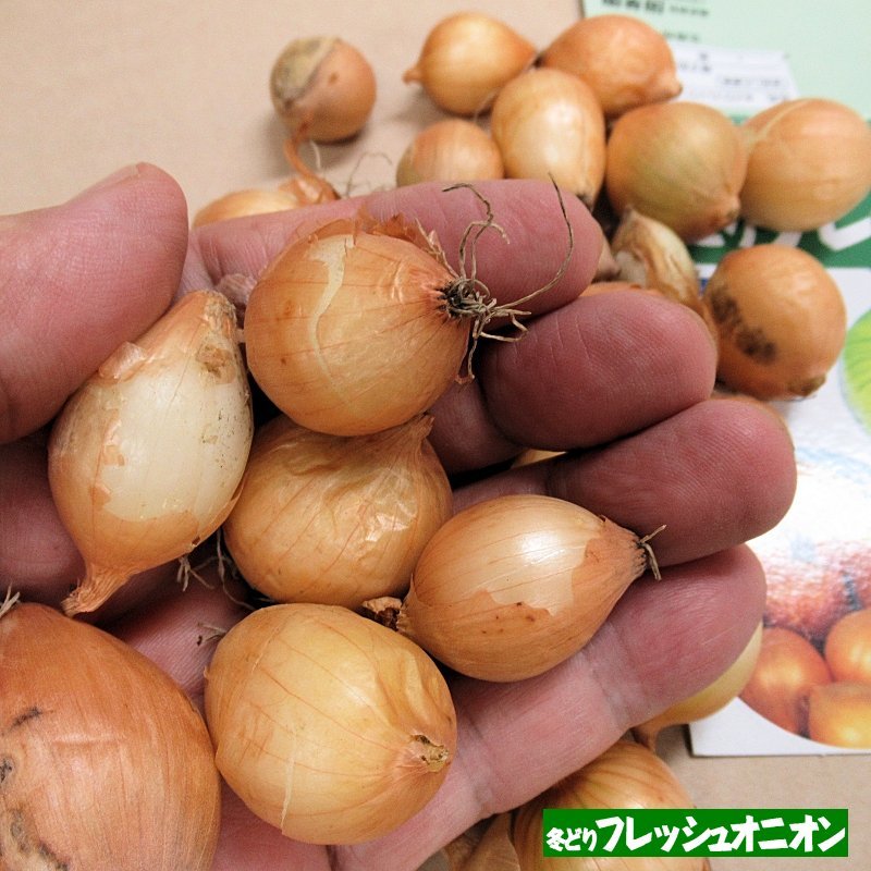 岡山産・種球】冬どりフレッシュオニオン｜健康野菜（栽培用種球）150g｜約30球入り｜野菜の苗・種球｜苗・球根・種イモ類｜たまごや商店