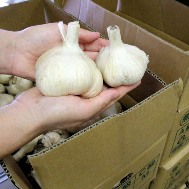 種ニンニク（くまちゃん）「福地ホワイト６片」【100g単位売り】【食用