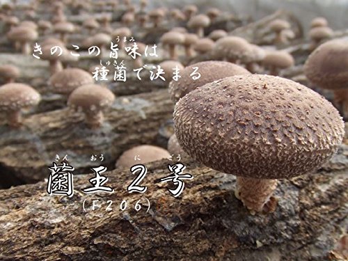 椎茸菌 コマ 2000個